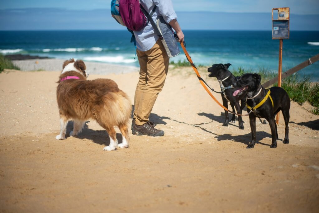 A man enjoys a sunny day walking three dogs on a sandy beach in Portugal.